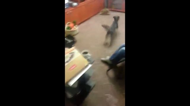 Чарли носится по квартире смотреть онлайн