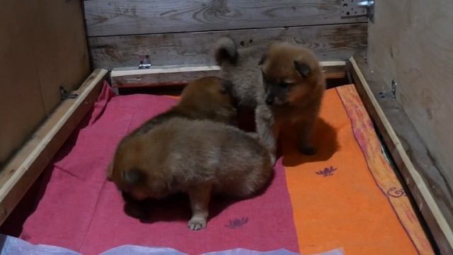 Щенки Карело -финской лайки, март 2022. смотреть онлайн