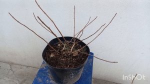 Обрезка 2-х летних гортензий Бобо и Сандей Фрейз.