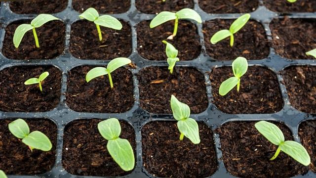 СКОЛЬКО ВСХОДИТ РАССАДА ПЕРЦА, ПОМИДОР И БАКЛАЖАНОВ смотреть онлайн