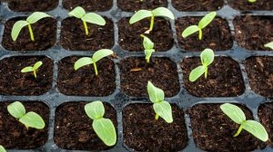 СКОЛЬКО ВСХОДИТ РАССАДА ПЕРЦА, ПОМИДОР И БАКЛАЖАНОВ