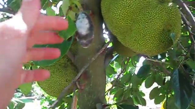 Artocarpus heterophyllus Jackfruit At Mounts смотреть онлайн