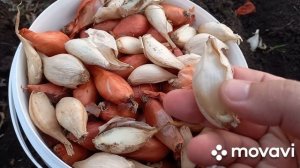 ПОСАДКА ЛУКА СОРОКОЗУБКА В ОТКРЫТЫЙ ГРУНТ. ОГОРОД НА КУБАНИ.