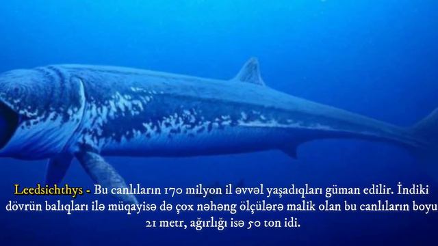 Ən böyük heyvanlar (200 METR !!) смотреть онлайн
