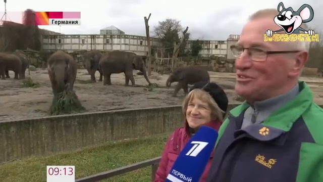 В меню у обитателей Берлинского зоопарка появились елки и пихты смотреть онлайн