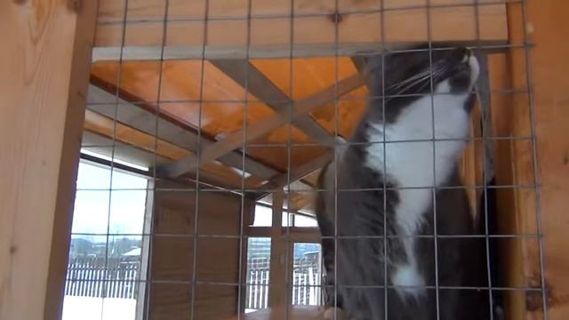 AMORECOON кошачий вольер с Харлеем и Урсой.MPG