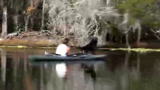 № 1864 Собака водолаз в лодке Kayaking Blanchard Park Orlando Fl смотреть онлайн