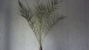 Финиковая пальма – описание и уход в домашних условиях