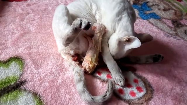 Роды Девон Рекс первый пошел часть 2 -Childbirth Devon Rex First Went
