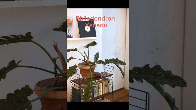 XANADU - PHILODENDRON смотреть онлайн