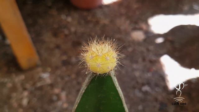 Echinopsis subdenudata Bicolor Making more Pups смотреть онлайн
