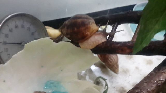 Аренда животных. Животные для съемок , фотосессий, мероприятий. +79295302178 смотреть онлайн