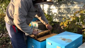 Как я собираю пчелы в зиму. Слабая семья пчел имеет хорошие шансы перезимовать