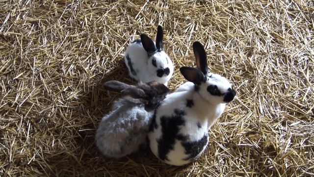 Mysterious Meat Rabbit Sickness UPDATE | Will ANY of my Rabbits Survive? смотреть онлайн