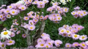 Мелколепестник многолетний или эригерон (Erigeron) — посадка и уход