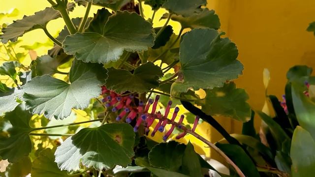 CÓMO SE CULTIVAN Y CUÁL ES LA CARACTERÍSTICA DE LA FLORACIÓN DE LA MARAVILLOSA BROMELIA CORAL смотреть онлайн