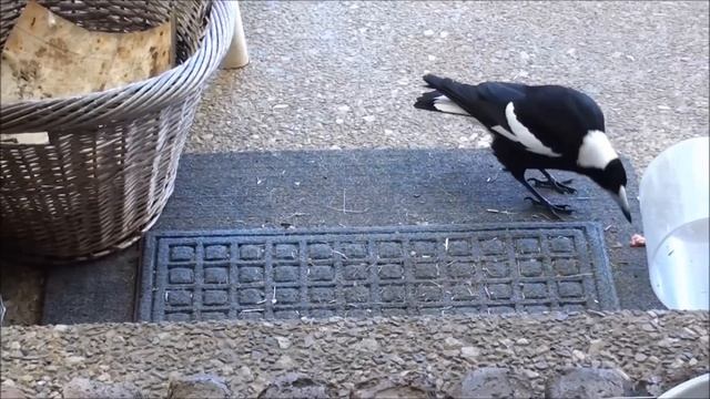 AUSTRALIAN WILDLIFE: MAGPIE vs KOOKABURRA. смотреть онлайн