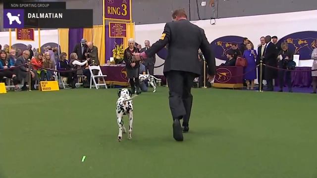 Dalmatians | Breed Judging 2020 смотреть онлайн