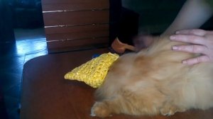 Убрать колтуны у кошек! Просто!