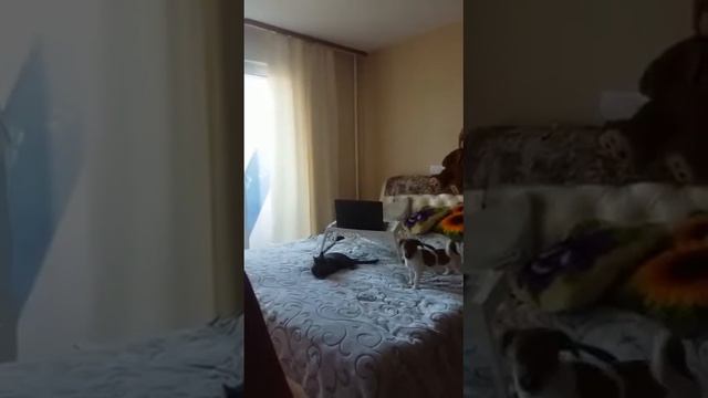 Первая встреча щенка Джек Рассел терьера с Русской голубой кошкой смотреть онлайн