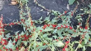 Выращивание #шпината земляничного