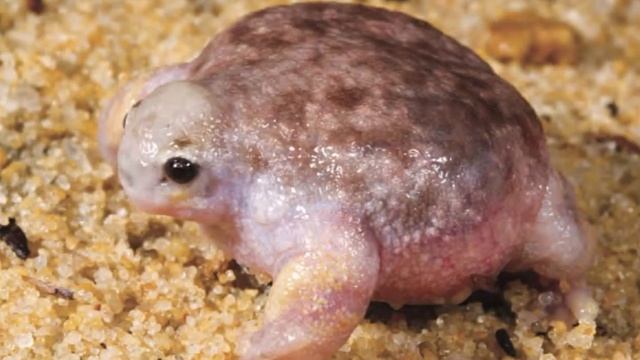 Про лягушек Часть вторая смотреть онлайн