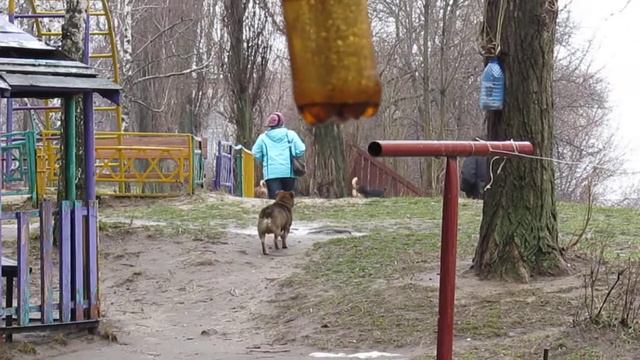 Собаки выгнали всех кошек из подвала и сами заселились 2 смотреть онлайн