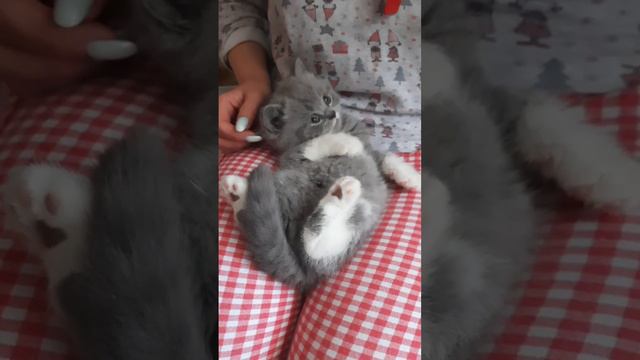 Британский котик Невил смотреть онлайн