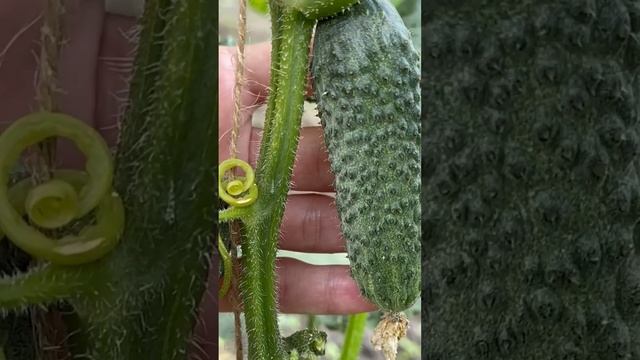 Тля, Паутинный клещ, Колорадский жук осыпаюсь после этого! БИО средство от вредителей #shorts смотреть онлайн