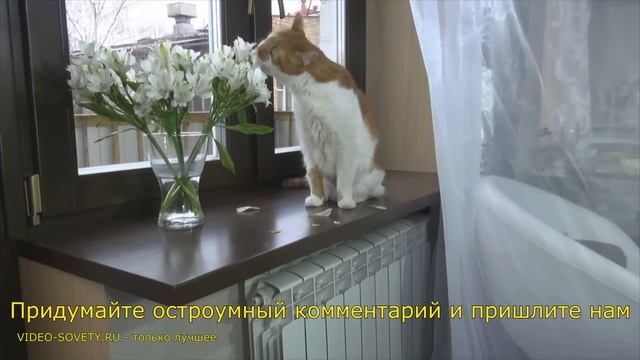 ✅ Мультиварка Redmond RMC-PM 4506 - полная видео инструкция от киностудии Леньфильм смотреть онлайн