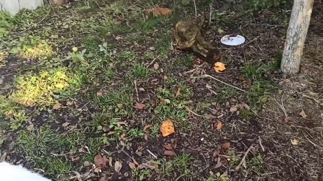 Продажа всех коз!!! смотреть онлайн