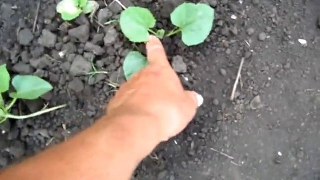 Как растут дыни из рассады высаженные двумя способами смотреть онлайн