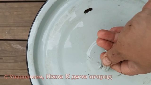 ПОСЛЕ ПОДКОРМКИ В ИЮЛЕ/АВГУСТЕ ТОМАТЫ ЗАВАЛЯТ ВАС УРОЖАЕМ ПОМИДОР ?? ЗОЛЬНАЯ ПОДКОРМКА ТОМАТОВ виде смотреть онлайн
