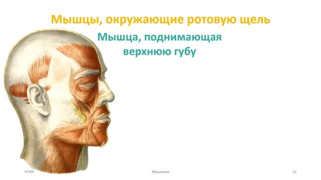 Мышцы головы: мимические, жевательные смотреть онлайн