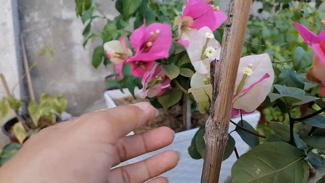 The Magic Of Monduring Bougainvillea, Imported Bougainvillea