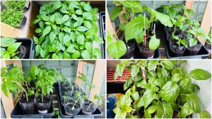 1 мая. РАССАДА. Обещают заморозки ещё на 2 недели. Ждём тепла.