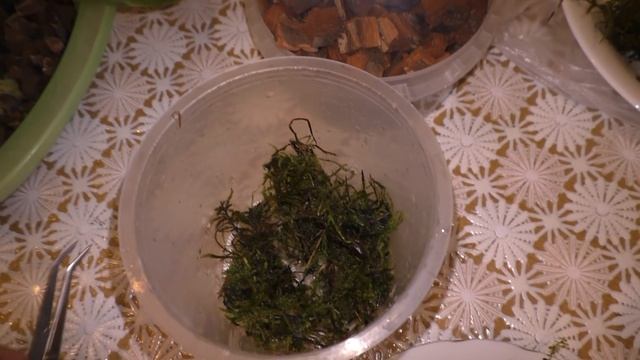 ? Метод посадки орхидеи Лиодоро на фитиль с добавлением живого лесного мха.