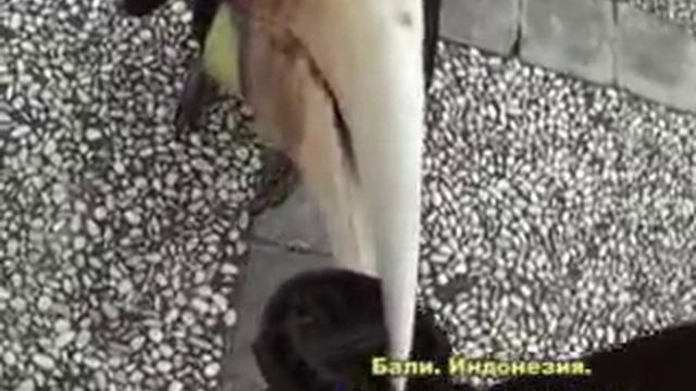 Бали. Индонезия. Парк птиц смотреть онлайн