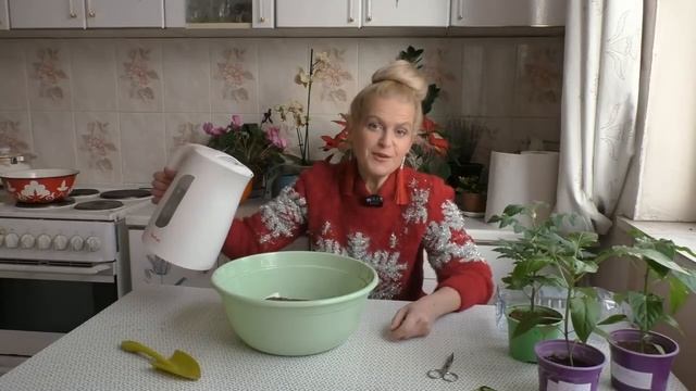 Посев виолы на рассаду смотреть онлайн