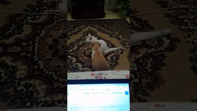Барсик и Васик смотреть онлайн