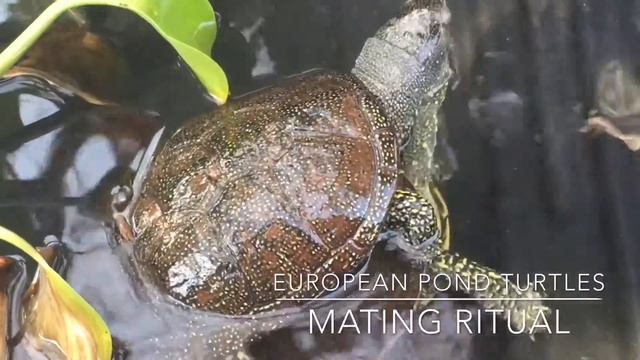 European Pond Turtles courtship смотреть онлайн
