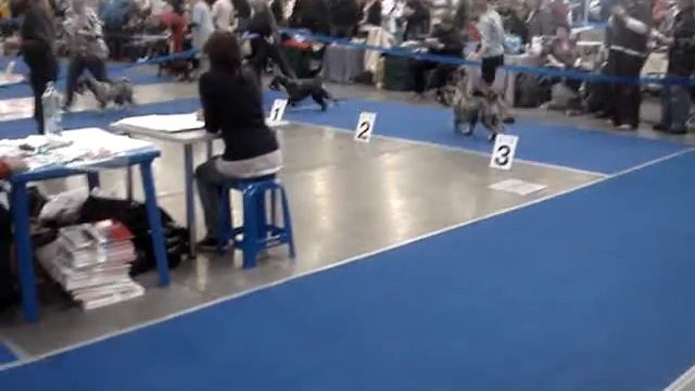 зазноба злая собака.MPG смотреть онлайн