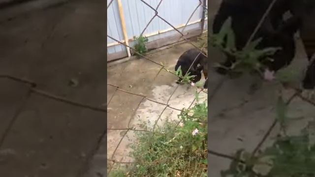 Капитон смотреть онлайн