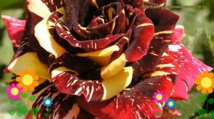 Роза чайно-гибридная Абракадабра. Краткий обзор, описание характеристик Abracadabra