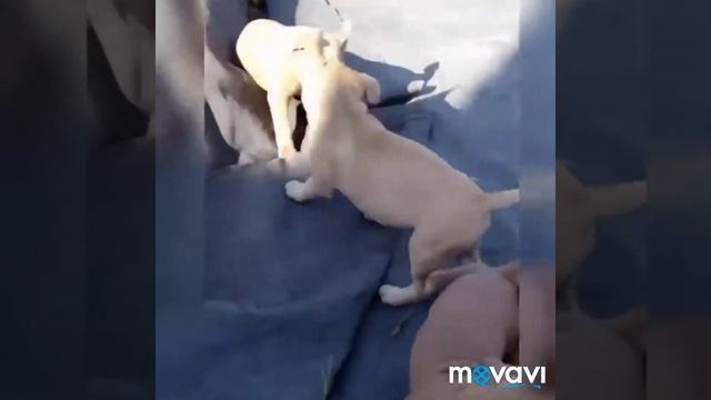 Стафф ...мы подросли нам 2 месяца!!!! смотреть онлайн