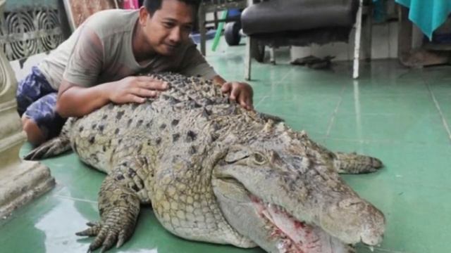 Индонезия сегодня : люди толкали самолет и крокодил прожил у семьи индонезийцев смотреть онлайн