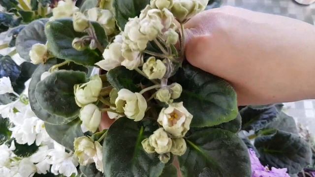 Фиалочные будни|полив и осмотр фиалок