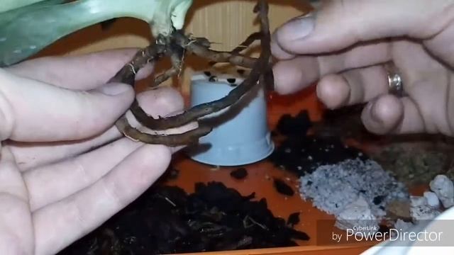 Пересадка Пафиопедилум. Венерин башмачок смотреть онлайн