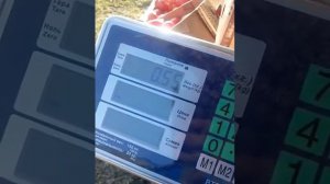 Томат "таня f1"  обзор веса