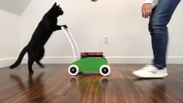 Welcome to Cat School - A School Just for Cats. смотреть онлайн